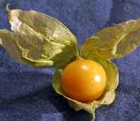 Groundcherry