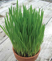 Catgrass